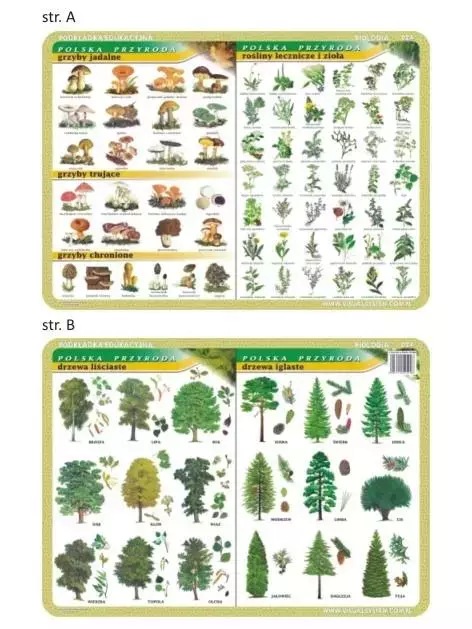 Podkładka edu. 024 - Grzyby, rośliny lecznicze... - Papiernicze i szkolne