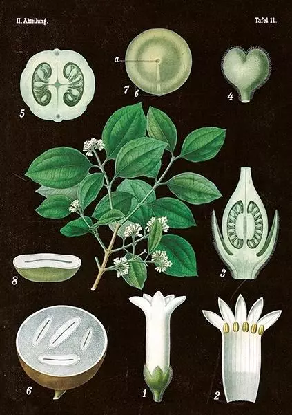 Karnet z kopertą, Amelanchier - Papiernicze i szkolne