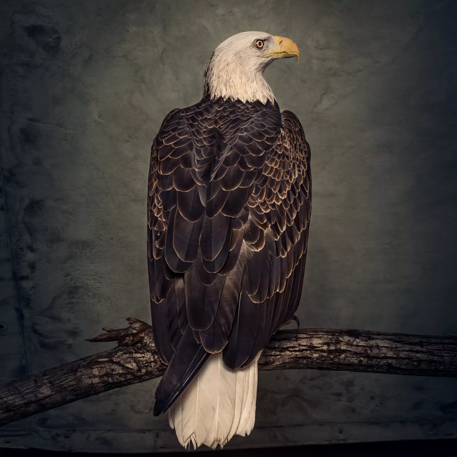 Book Of Bad Decisions Limited Deluxe Edition. CD - Muzyka