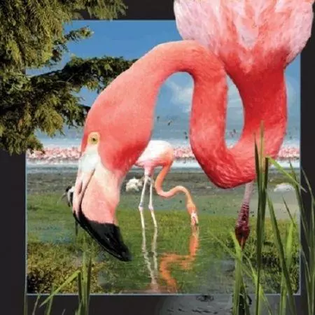 Pocztówka 3D Flaming - Książki