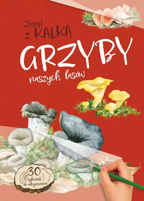 Grzyby naszych lasów. Zeszyt z kalką - Książki