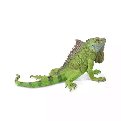 Iguana - Gry