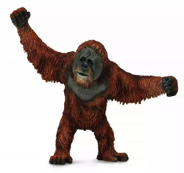 Orangutan - Książki