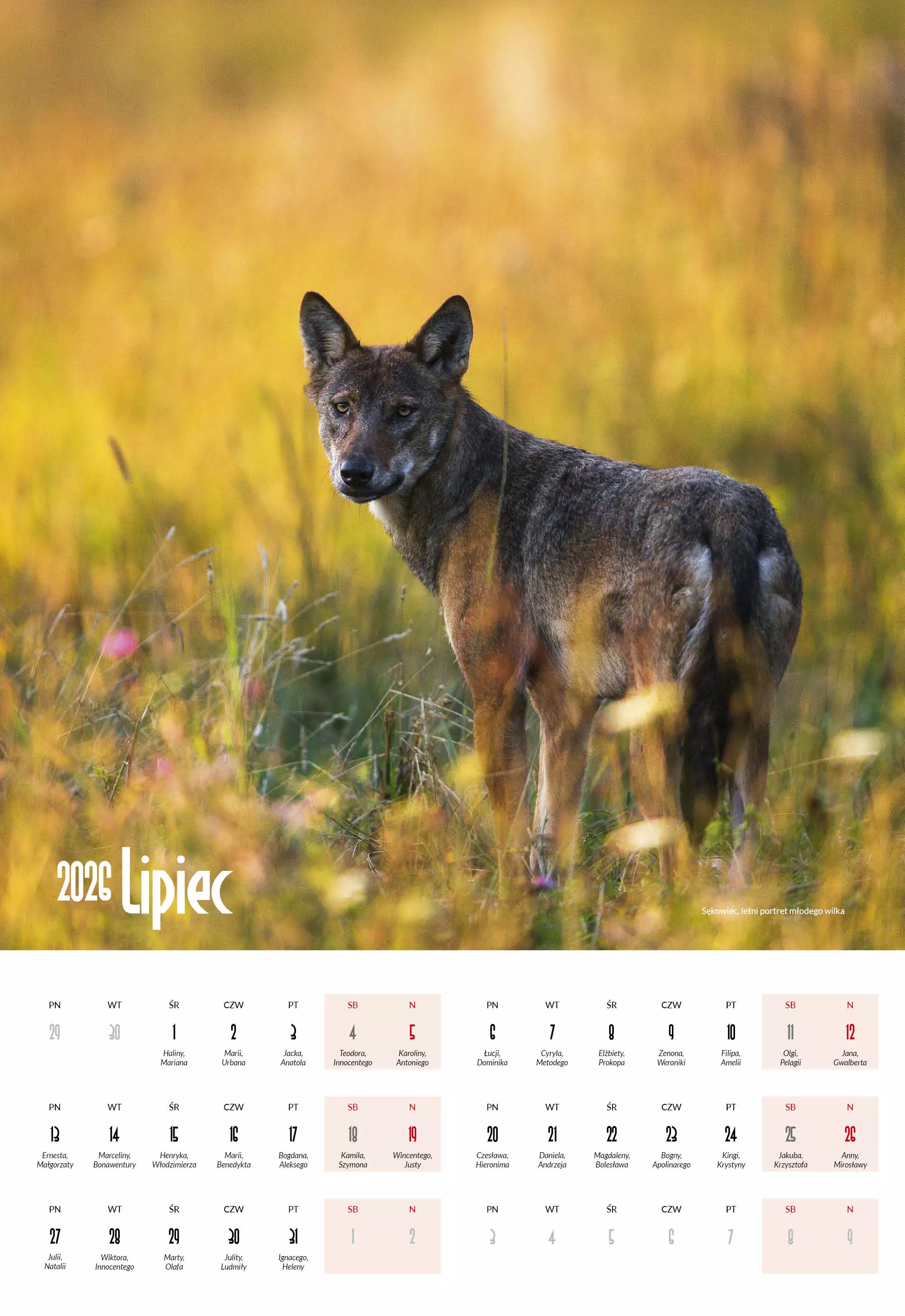 Bieszczady 2026. Kalendarz wieloplanszowy - Książki